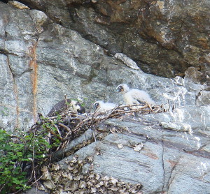 Peregrine Falcon chicks